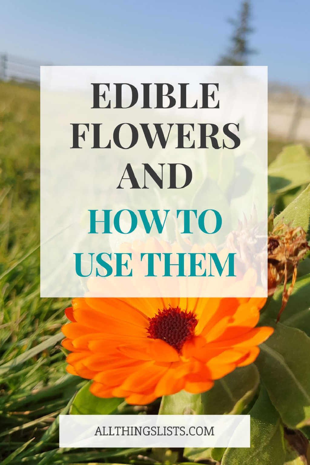 edible flowers and how to use them